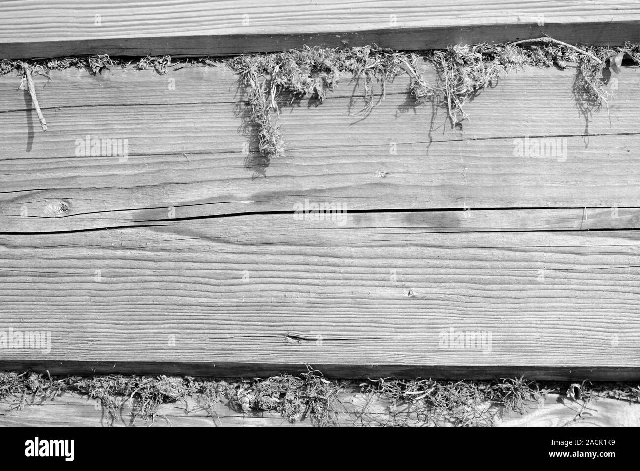 White moss Black and White Stock Photos & Images - Alamy