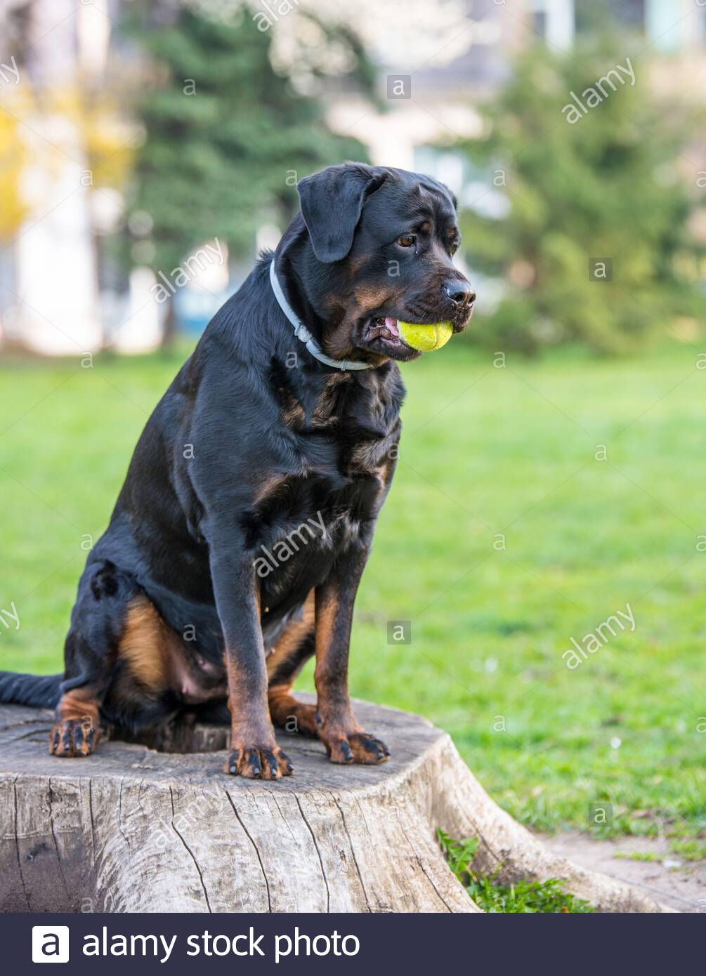 Mastiff Type Dogs Stock Photos Mastiff Type Dogs Stock Images