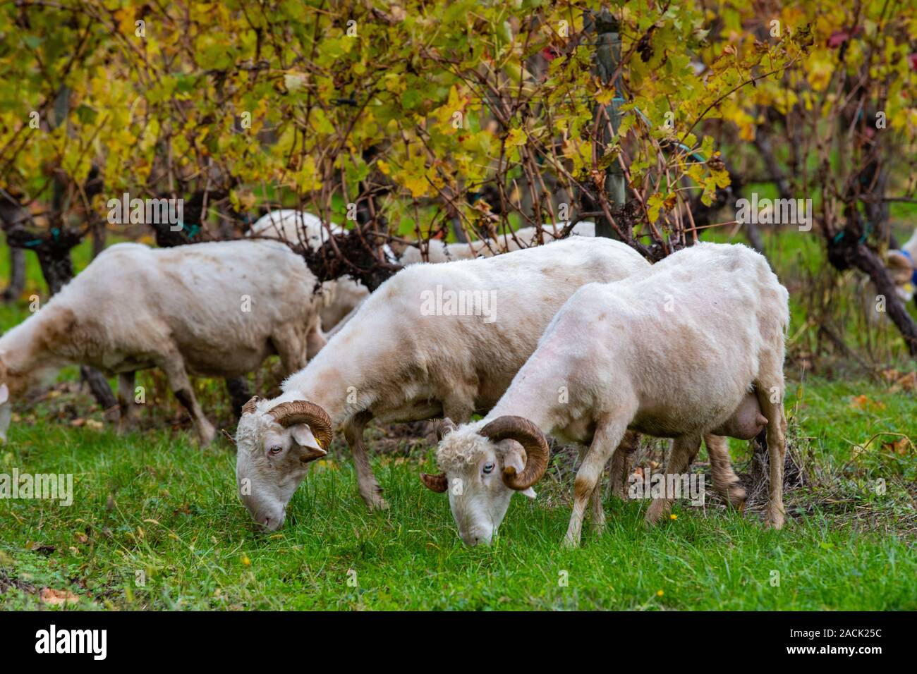 Sustainable development, Flock of sheep grazing grass in Bordeaux Vineyard Stock Photo