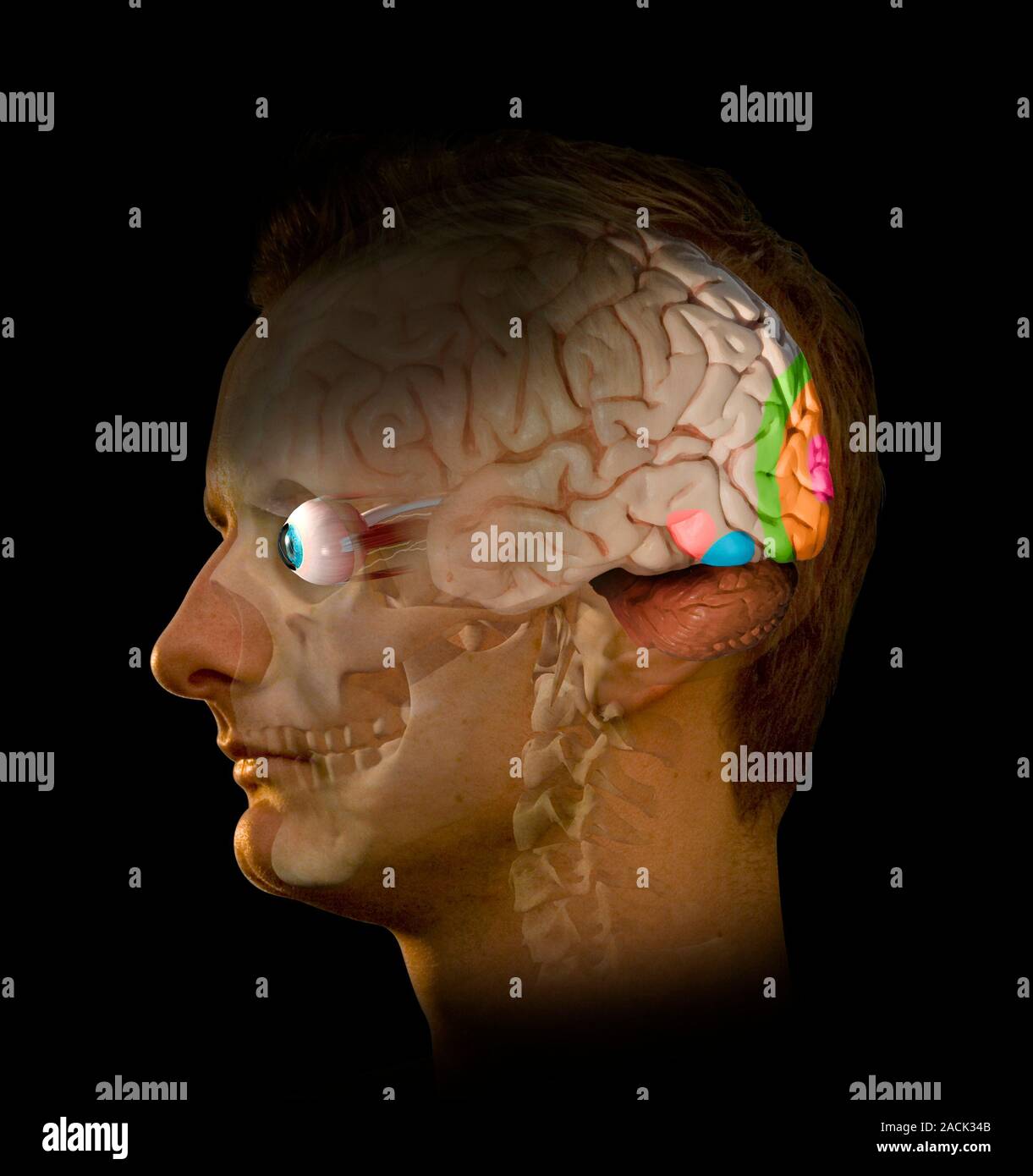 Brain and vision. Artwork of a man's head showing the regions of the