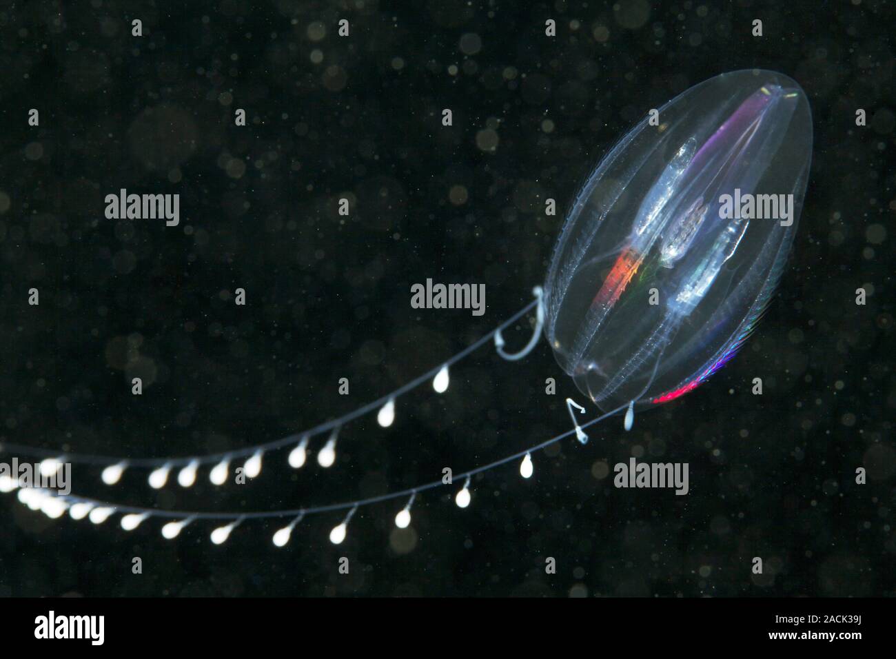 Comb jelly (Dryodora glandiformis). Comb jellies are jellyfishlike