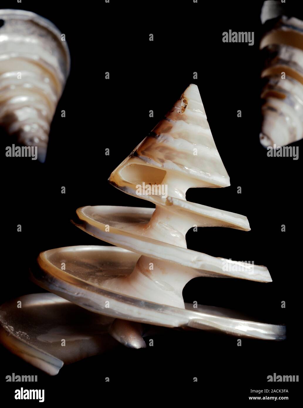 Calliostoma shells. Empty shells from Calliostoma sp. marine snails ...