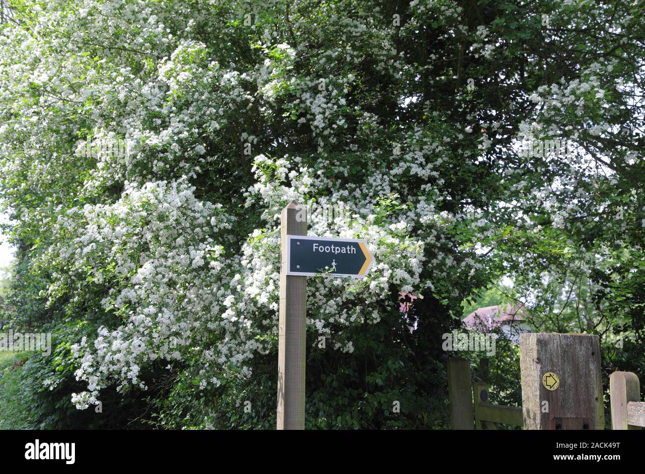 Footpath sign and May blossom, Kent, UK, spring Stock Photo