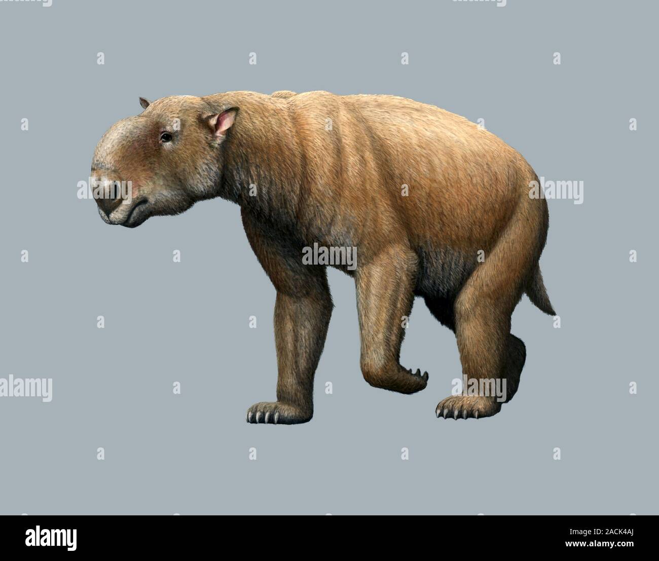 Prehistoric giant wombat. Computer artwork of a Diprotodon. These Australian mammals, also known as rhinoceros or giant wombats, was the largest known Stock Photo