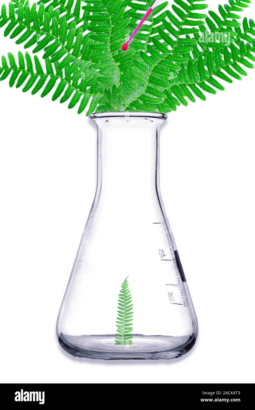 Plant research, conceptual image. Composite image of a fern in a flask. Stock Photo