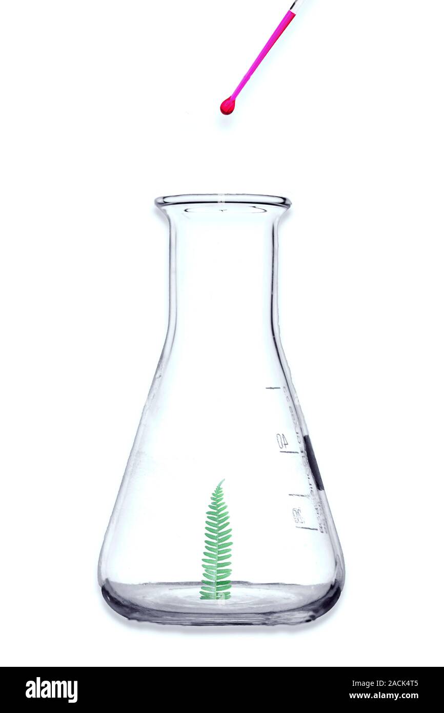 Plant research, conceptual image. Composite image of a fern frond in a flask with a thermometer. Stock Photo