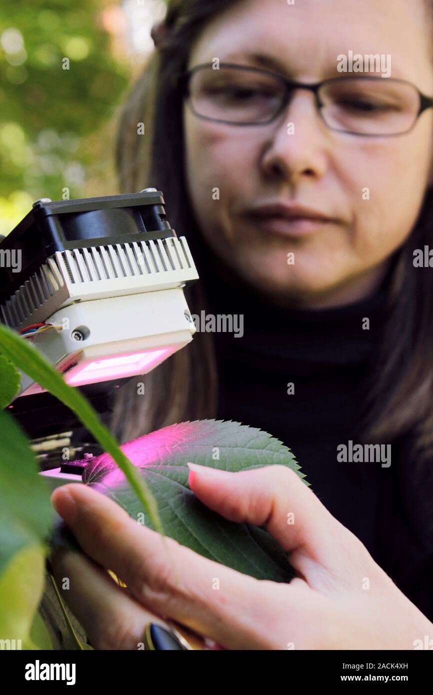Botany. Botanist using a lamp to identify leaves and plant diseases. Stock Photo
