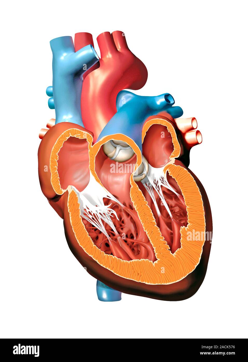 Human heart anatomy, cutaway computer artwork Stock Photo Alamy