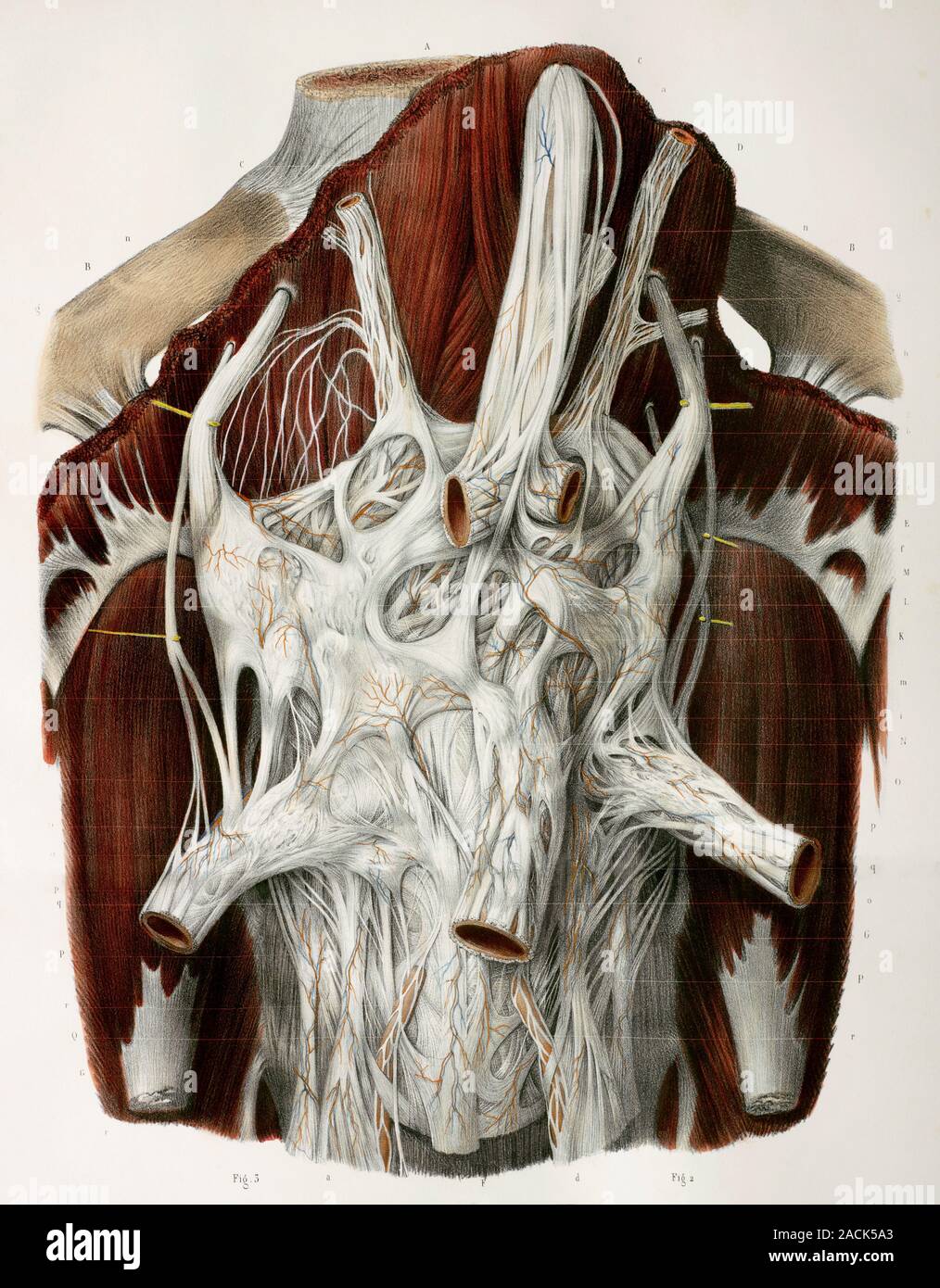 Solar plexus. This anatomical artwork is figure 1, plate 48