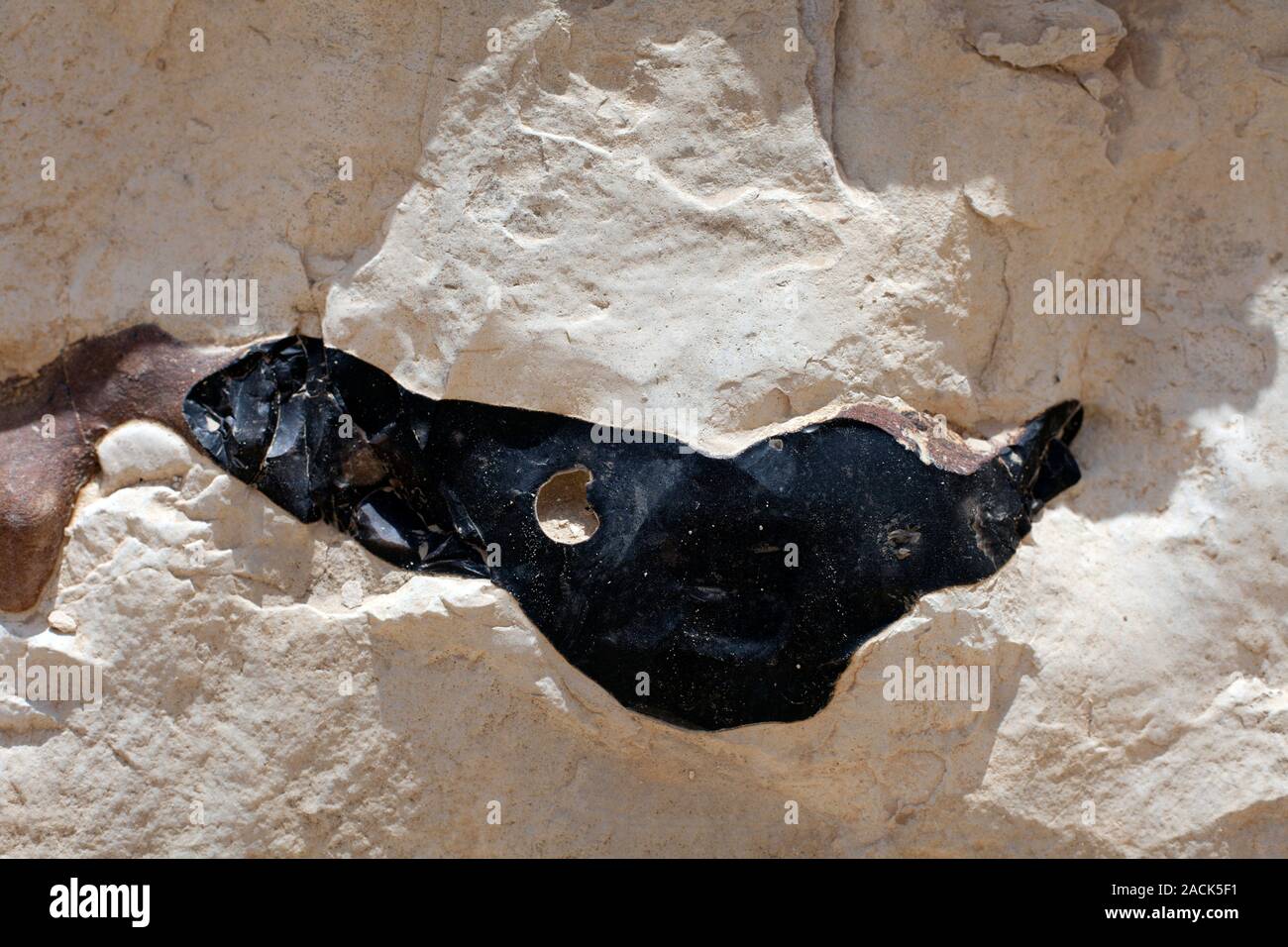 Chert nodule (black) in chalk, formed by concretionary enrichment of