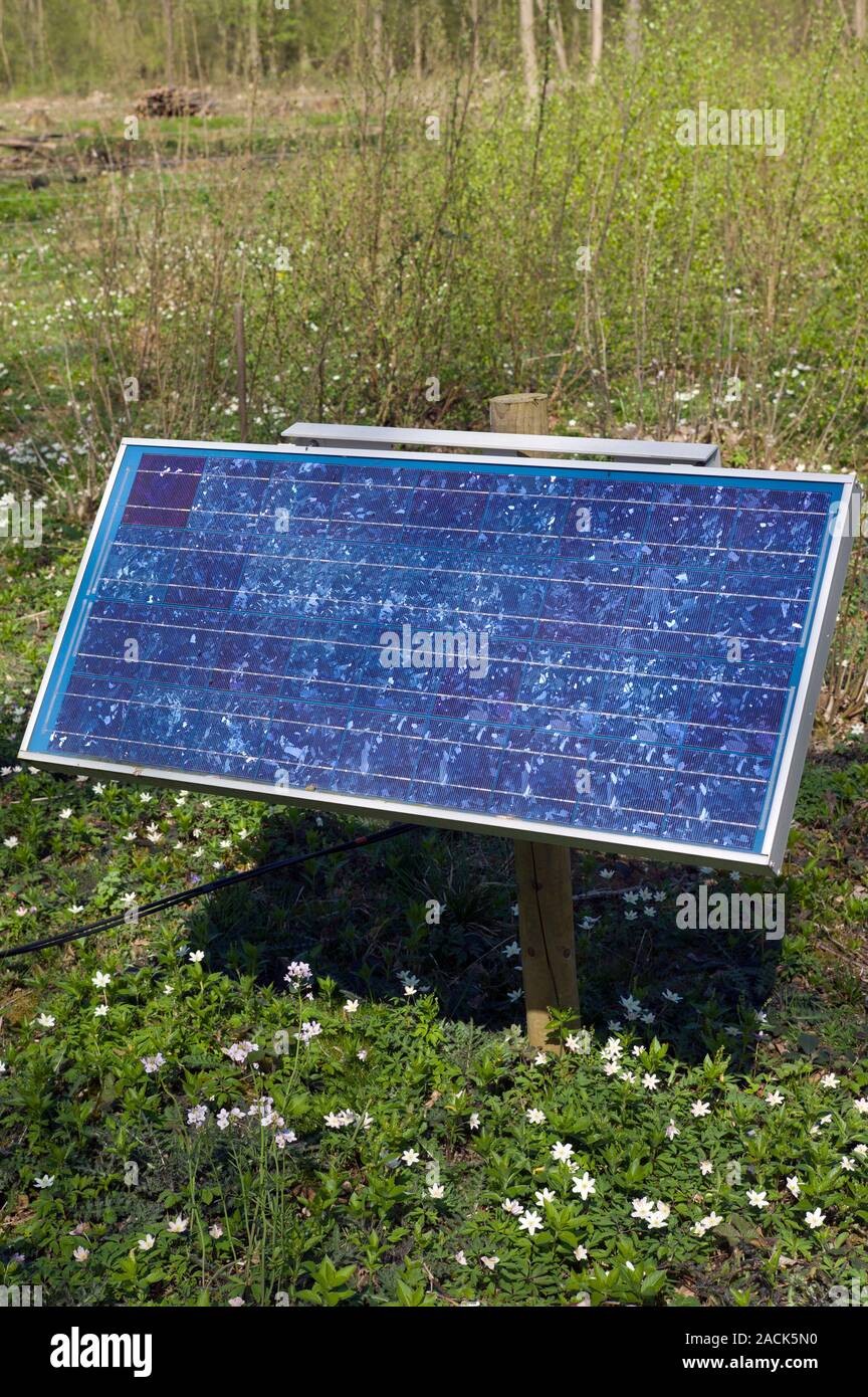 Photovoltaic solar panel in Ashwellthorpe Wood, Norfolk, UK Stock Photo