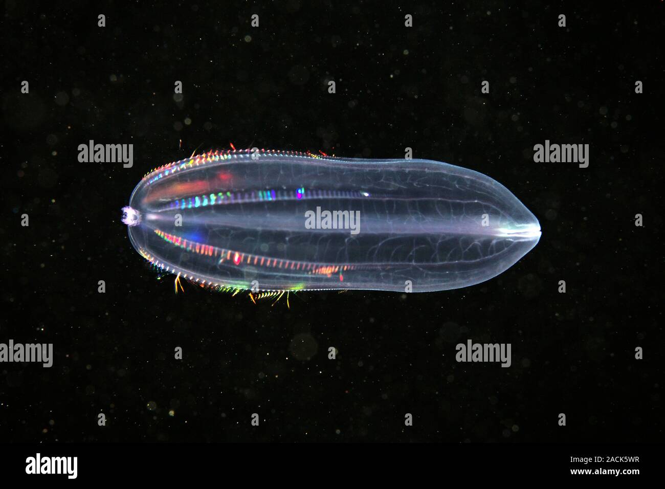 Comb jelly (Beroe cucumis). Comb jellies are jellyfishlike organisms