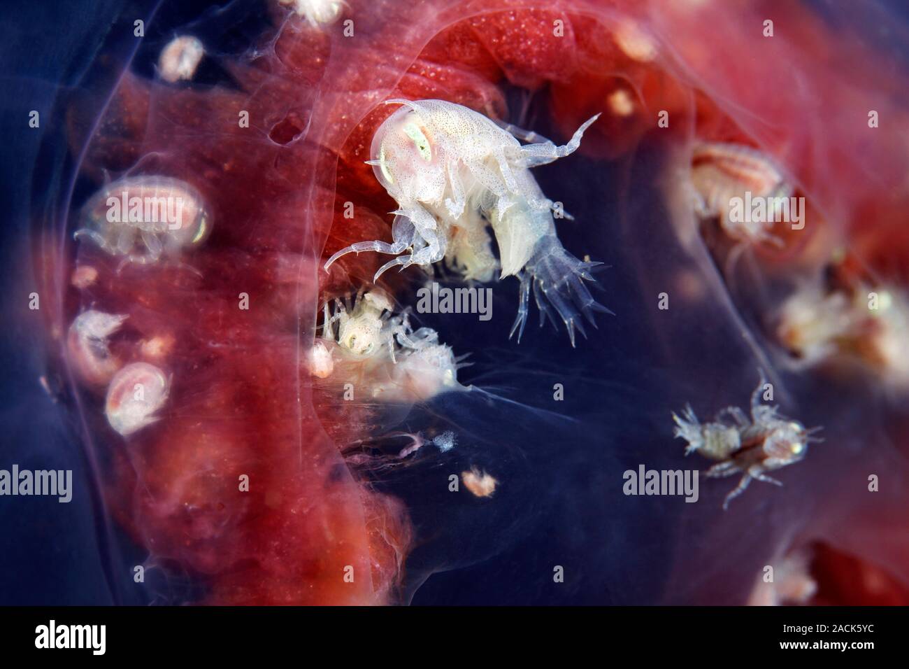 Amphipods inside a jellyfish. Small crustaceans (Hyperia galba) inside