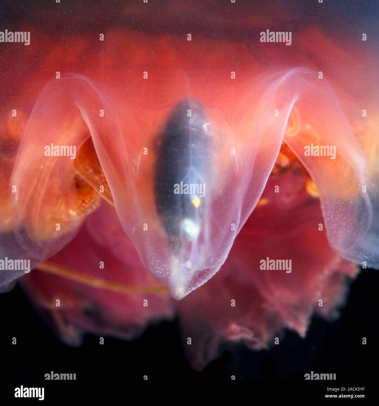 Amphipod inside a jellyfish. Small crustacean (Hyperia galba) inside