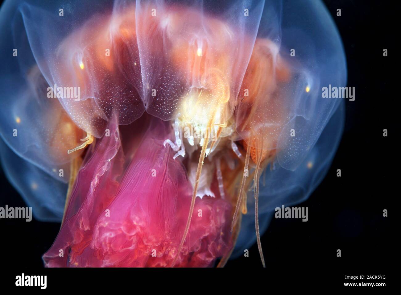 Amphipods inside a jellyfish. Small crustaceans (Hyperia galba) inside