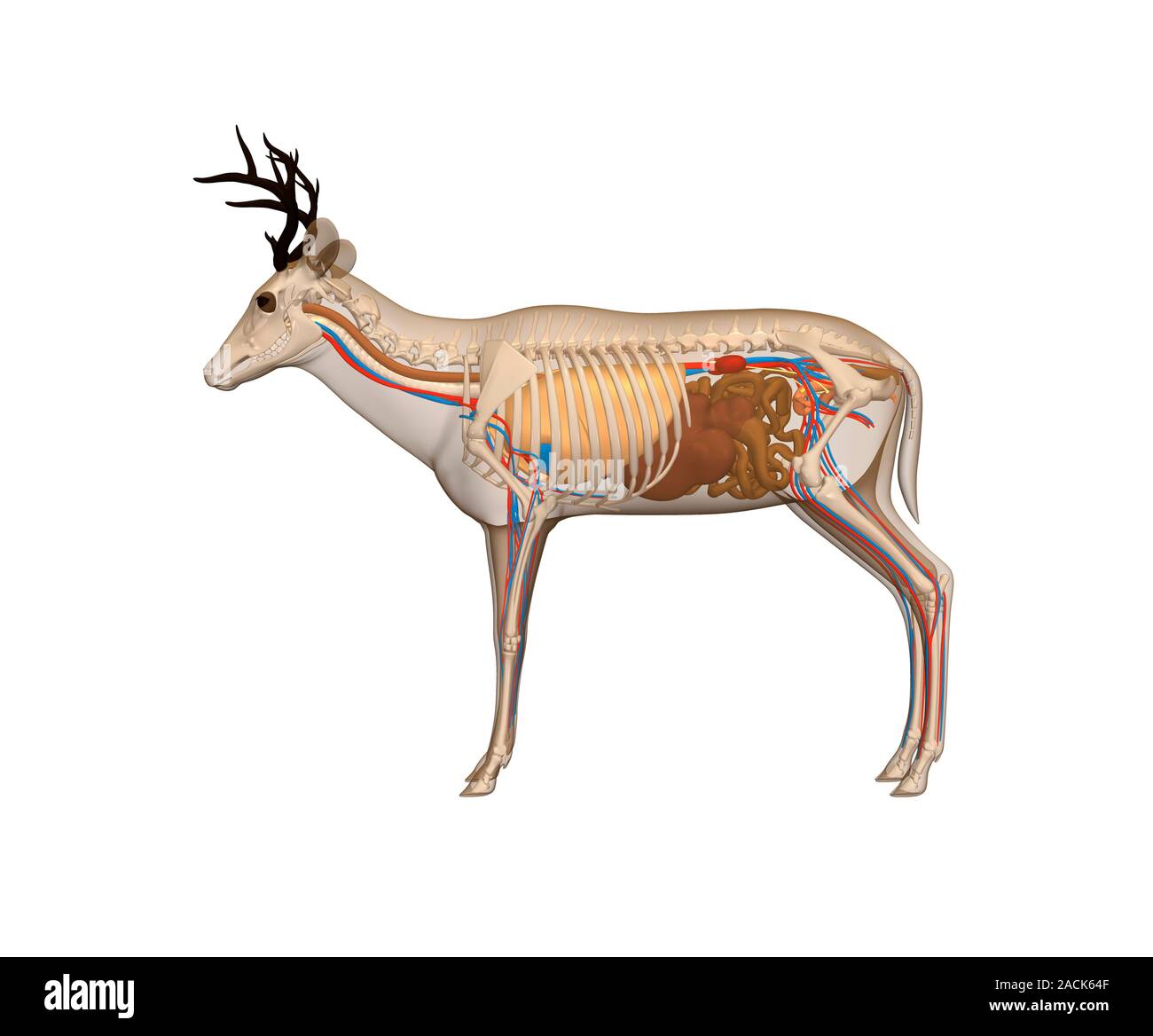 Deer anatomy. Computer artwork showing the internal anatomy of a deer
