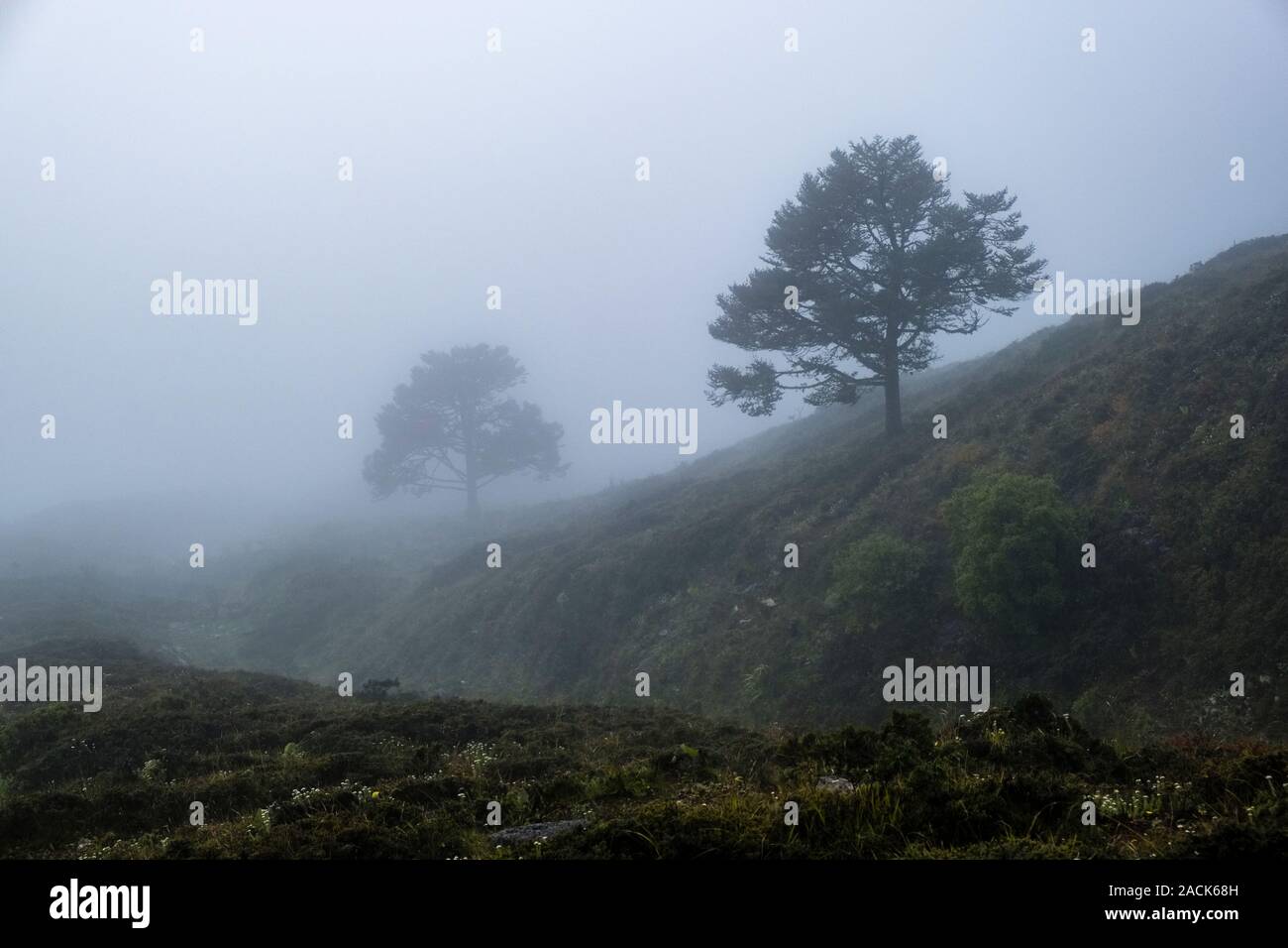 Mountainous landscape with two single trees covered in monsoon clouds and fog Stock Photo