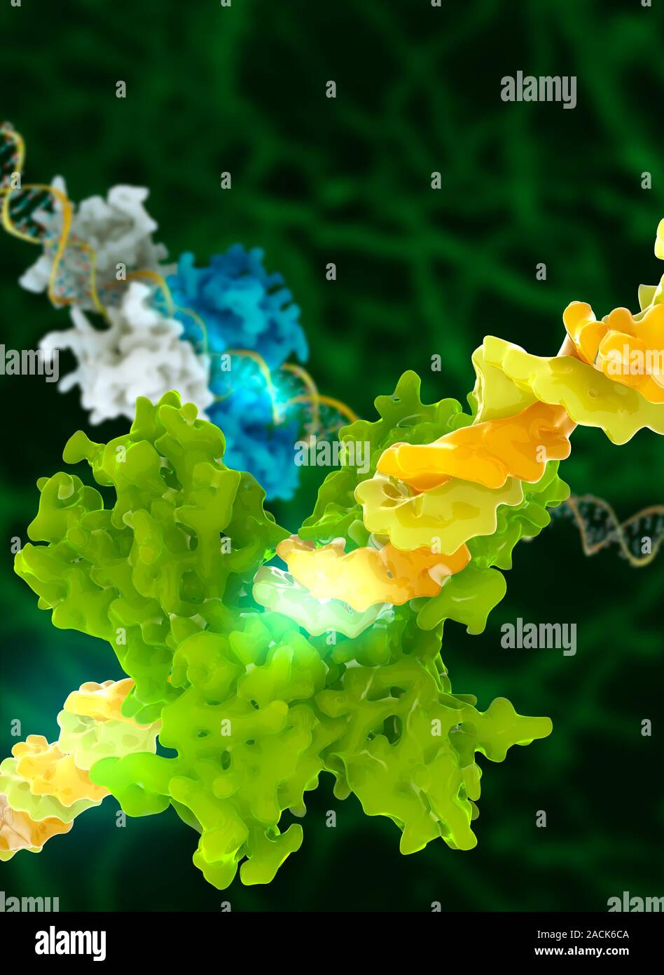 DNA transcription control. Computer model showing a molecule of the ...
