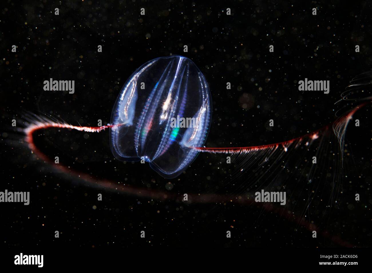 Comb jelly (Mertensia ovum). Comb jellies are jellyfishlike organisms