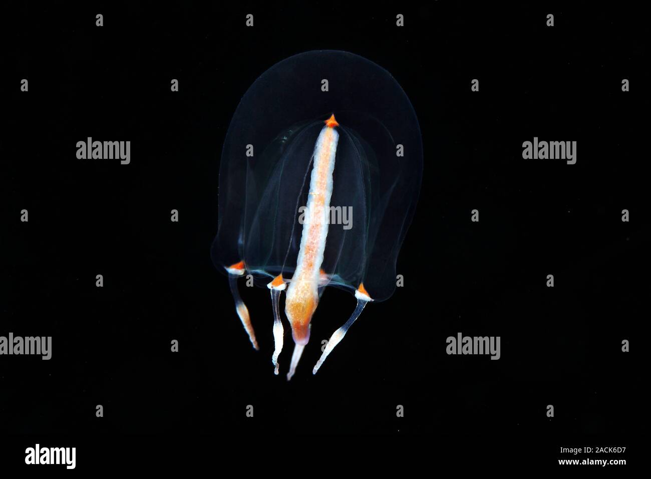 Comb jelly (Sarsia tubulosa). Comb jellies are jellyfishlike organisms