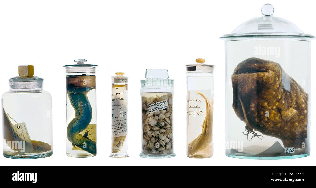 Preserved museum specimens held at the Natural History Museum, London, UK Stock Photo Alamy