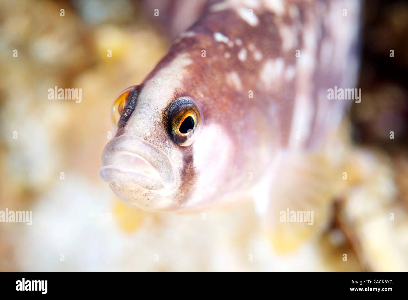 Butterfish (Pholis gunnellus). The butter fish has a mucuscovered