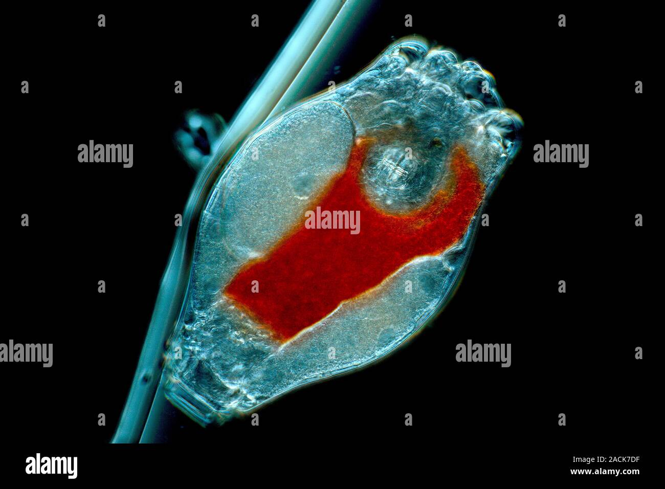 Philodina rotifer. Light micrograph of a Philodina roseola rotifer ...