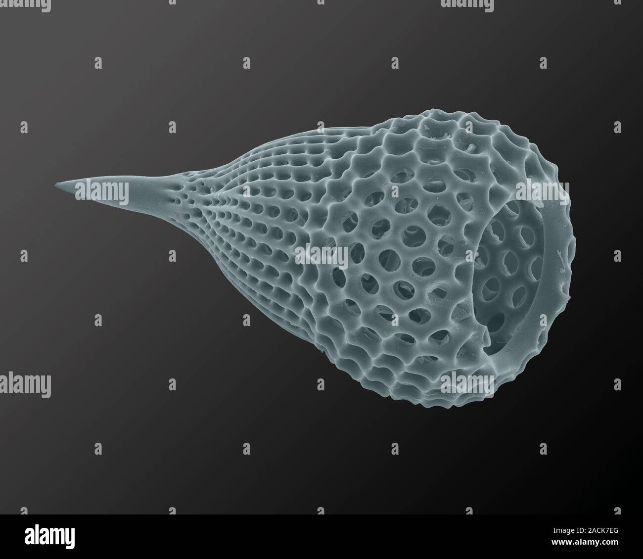 Foraminiferan shell, coloured scanning electron micrograph (SEM). This ...