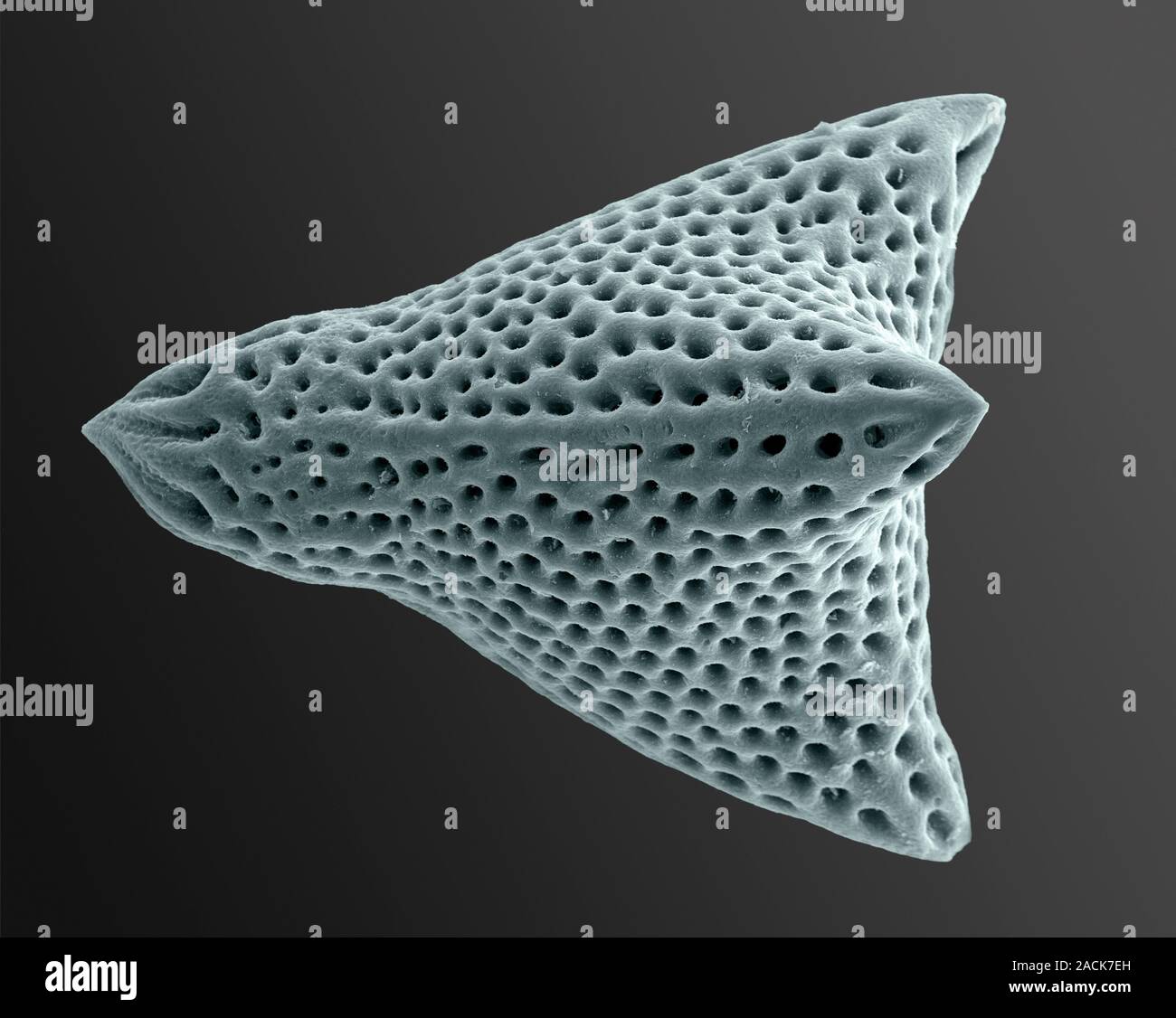Foraminiferan shell, coloured scanning electron micrograph (SEM). This ...