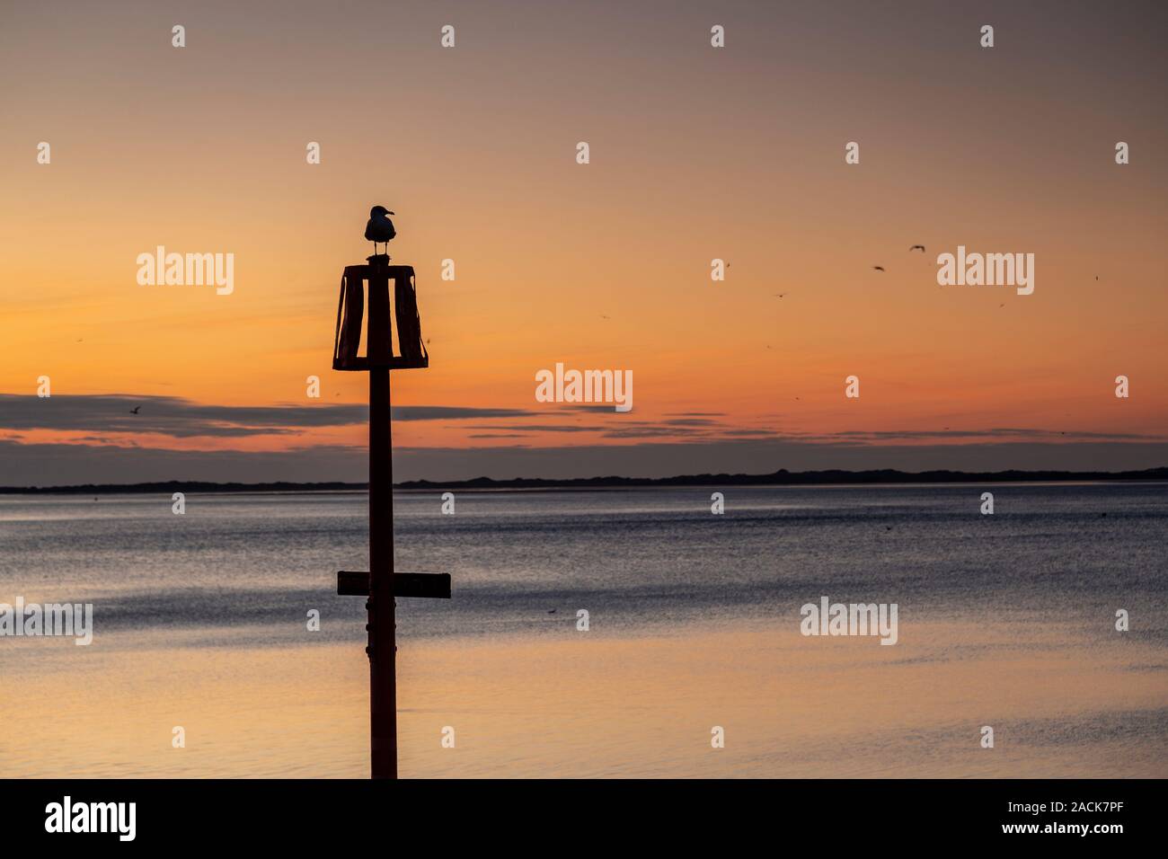 Seagull on a post at dusk at Caernarfon, North Wales coast Stock Photo