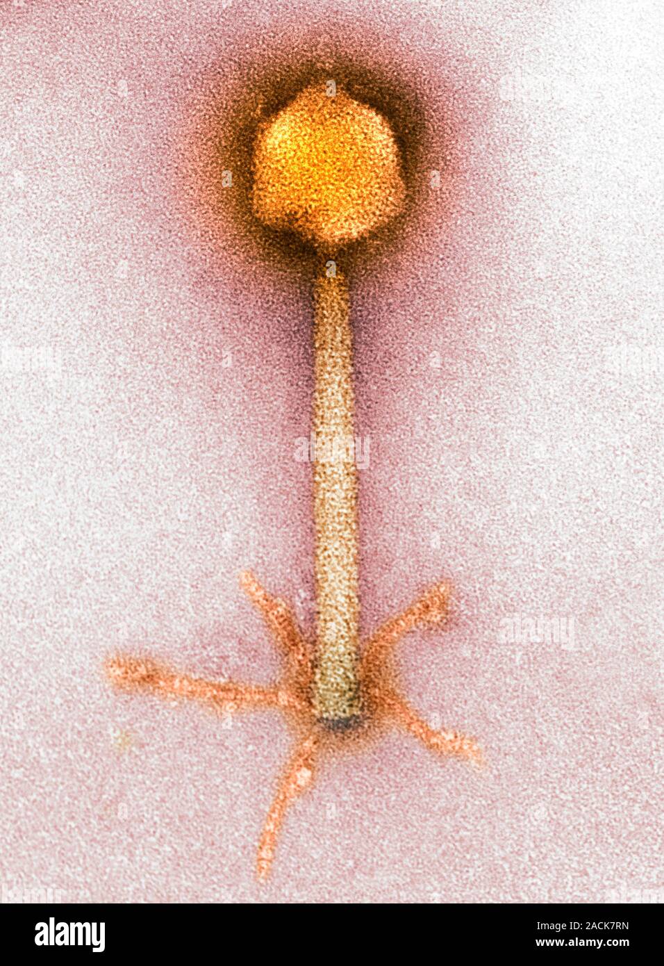 P1 bacteriophage, coloured transmission electron micrograph (TEM). A