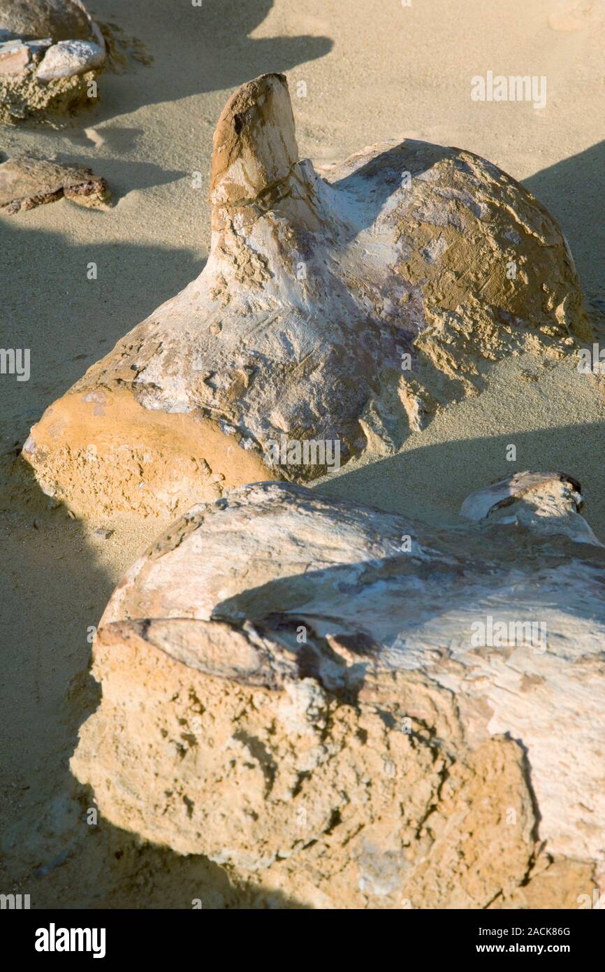 Basilosaurus fossils. Fossilised vertebrae (backbones) of a