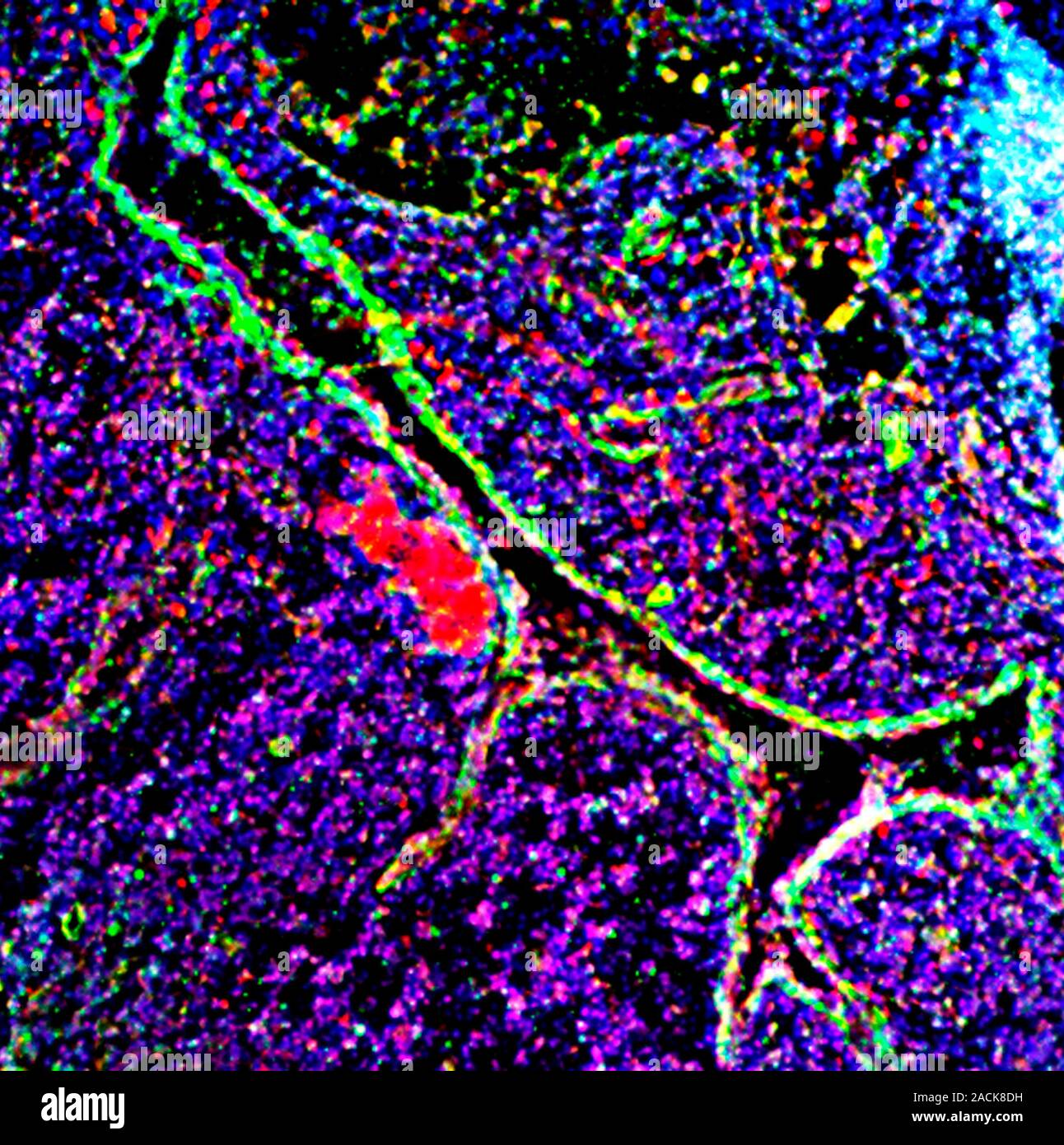 Gland tissue. Fluorescence deconvolution micrograph of a section ...