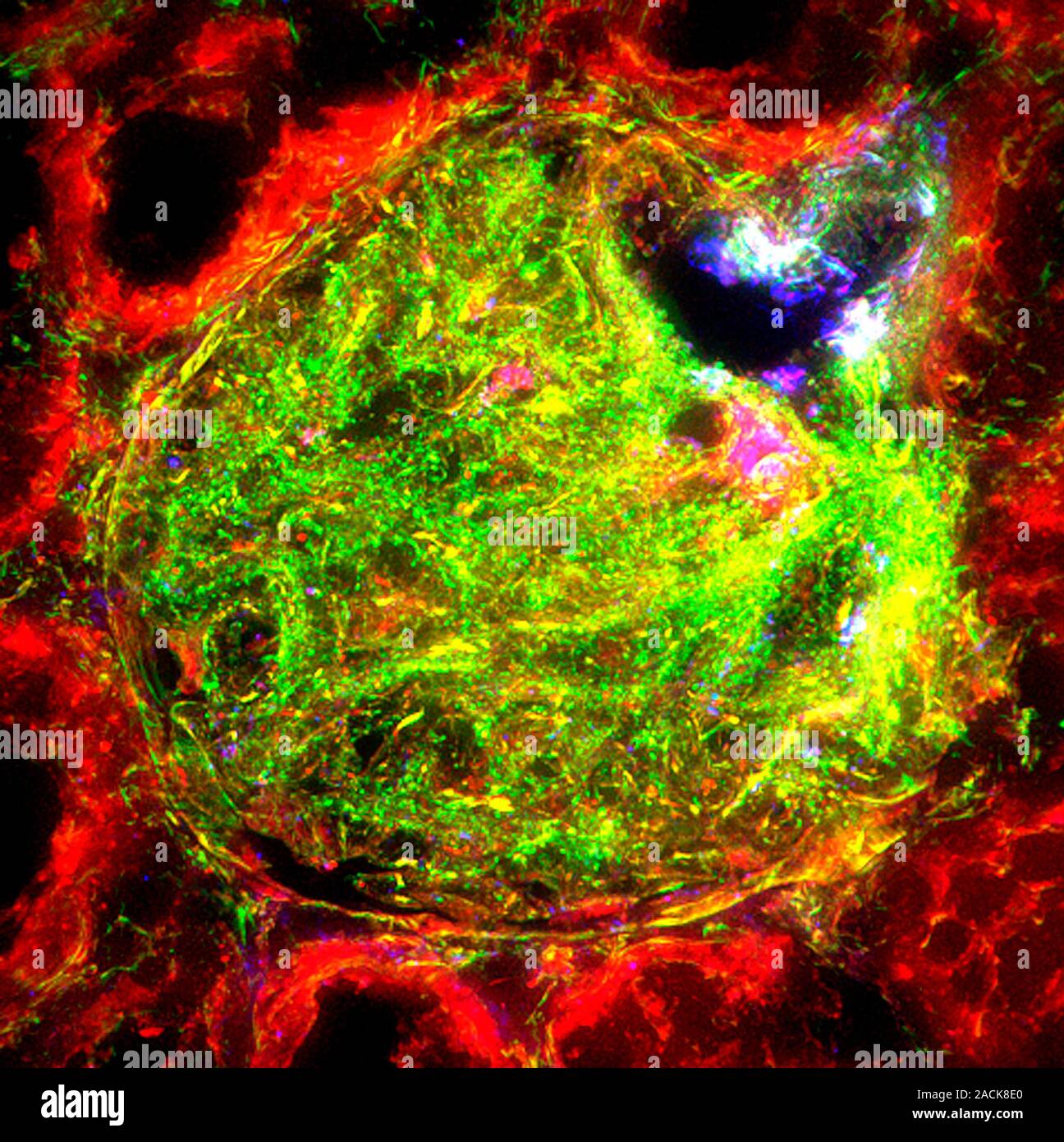 Kidney tissue. Fluorescence deconvolution micrograph of a section ...
