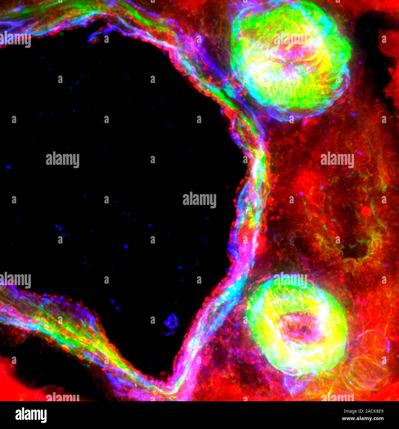 Liver tissue. Fluorescence deconvolution micrograph of a section ...