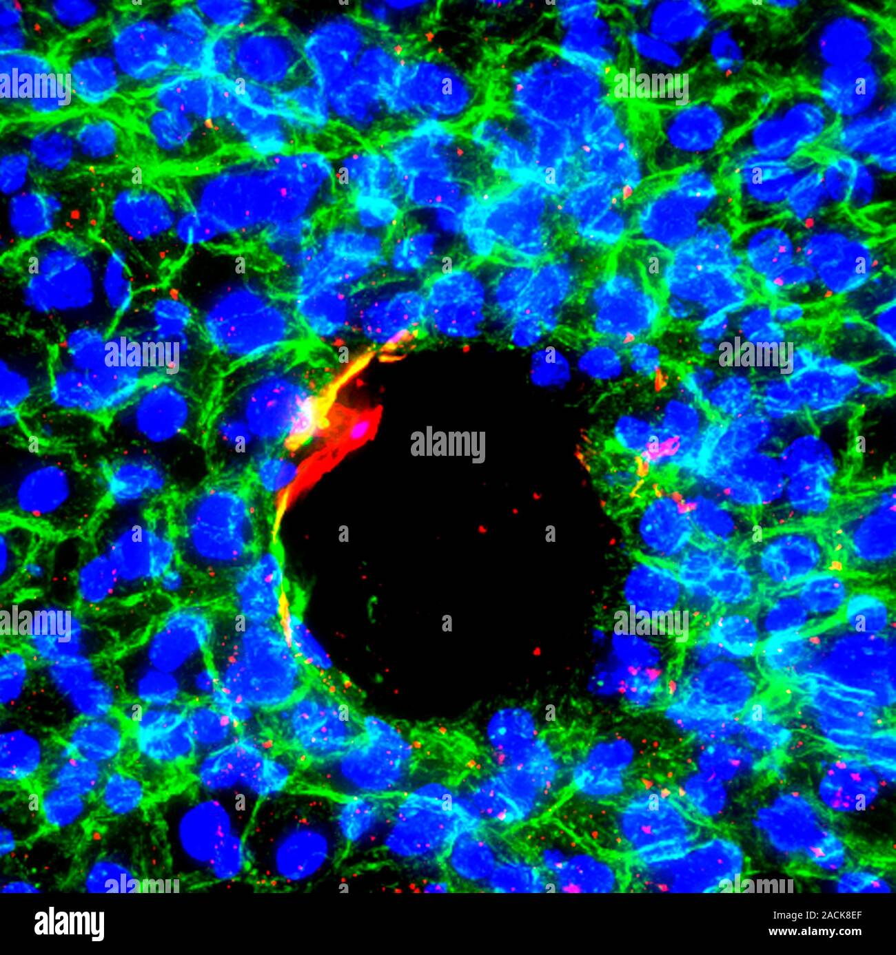 Liver tissue. Fluorescence deconvolution micrograph of a section ...
