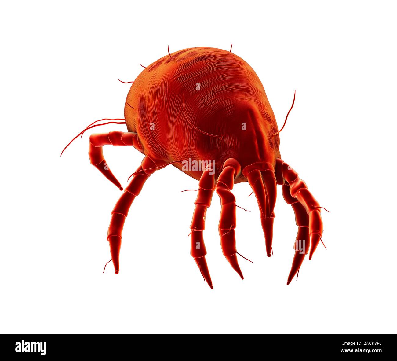 Dust mite. Computer artwork of a house dust mite (Dermatophagoides pteronyssinus). Millions of