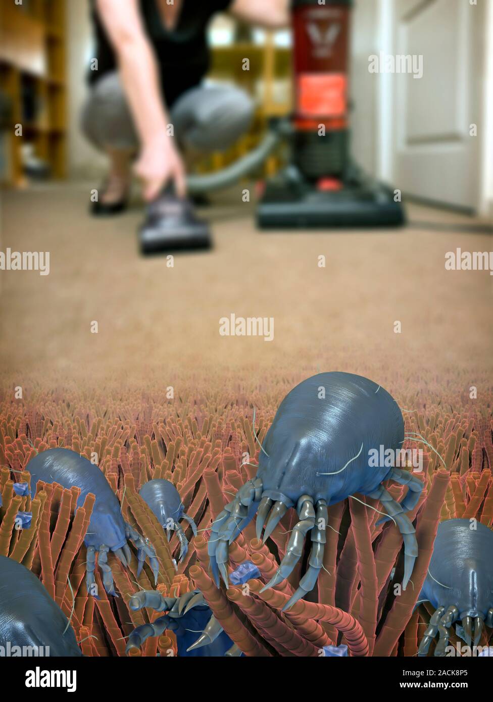 Dust mite. Composite computer artwork of house dust mites (Dermatophagoides pteronyssinus