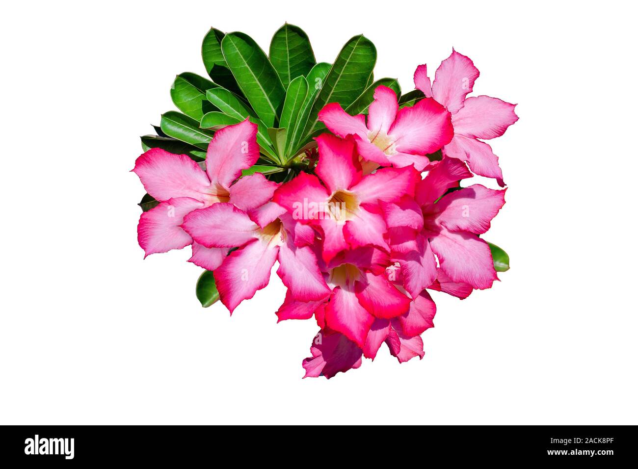 Floral background. Close up Desert rose.  Pink tropical flowers isolated on white background.  Inflorescence of Adenium obesum Stock Photo