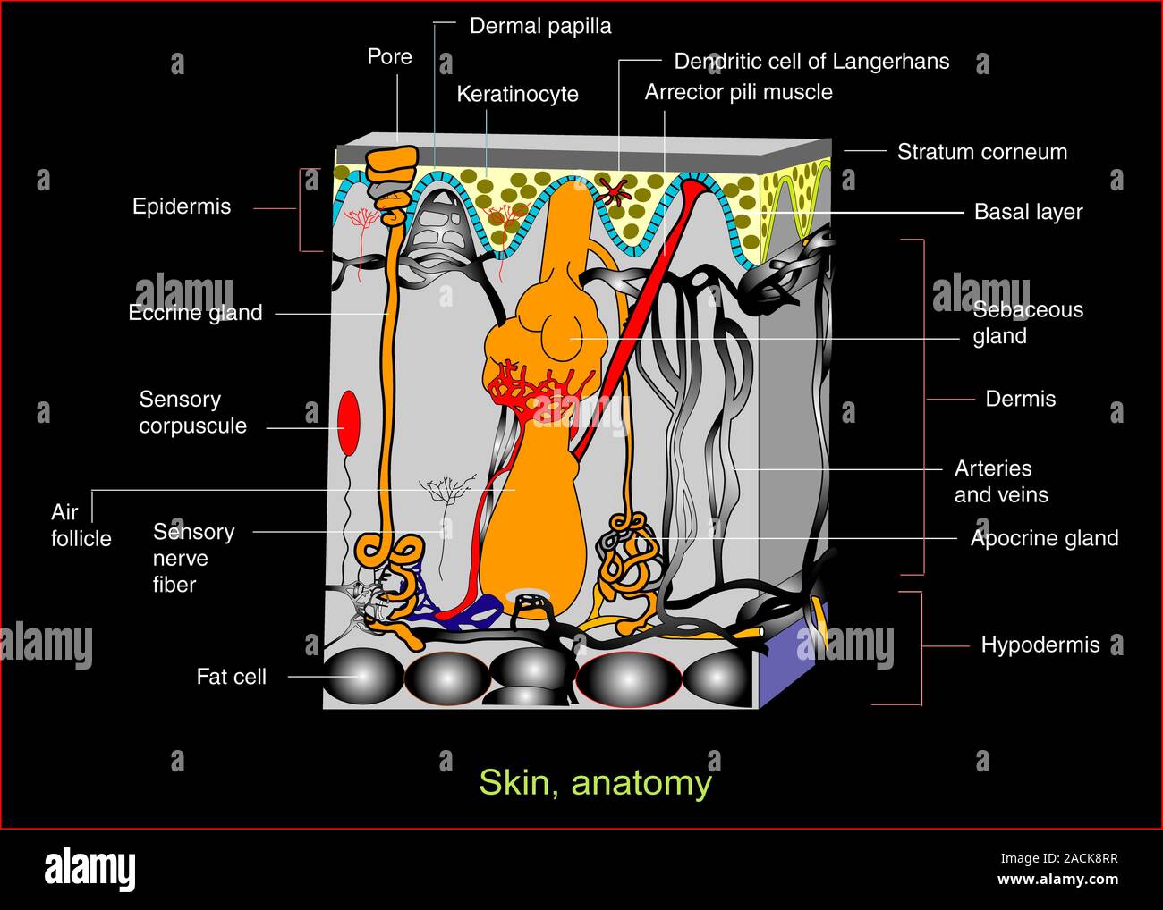Skin anatomy. Artwork showing the anatomy of human skin. The skin
