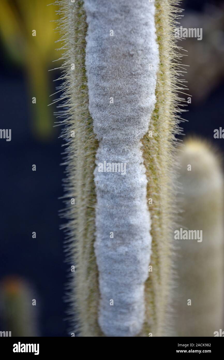 Micranthocereus Albicephalus cactus plant native to Brazil close up Stock Photo