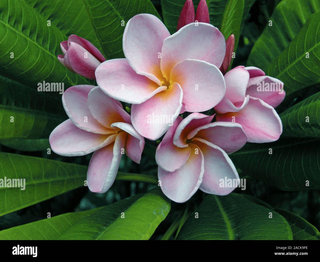plumeria-flowers-the-plumaria-plants-also-known-as-frangipani-are