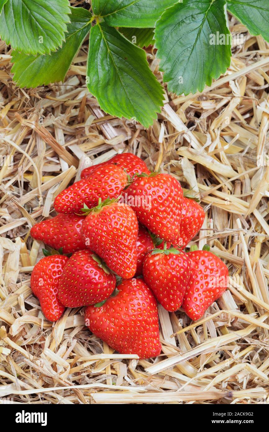 Strawberry - Fragaria x ananassa 'Ischia' Stock Photo - Alamy