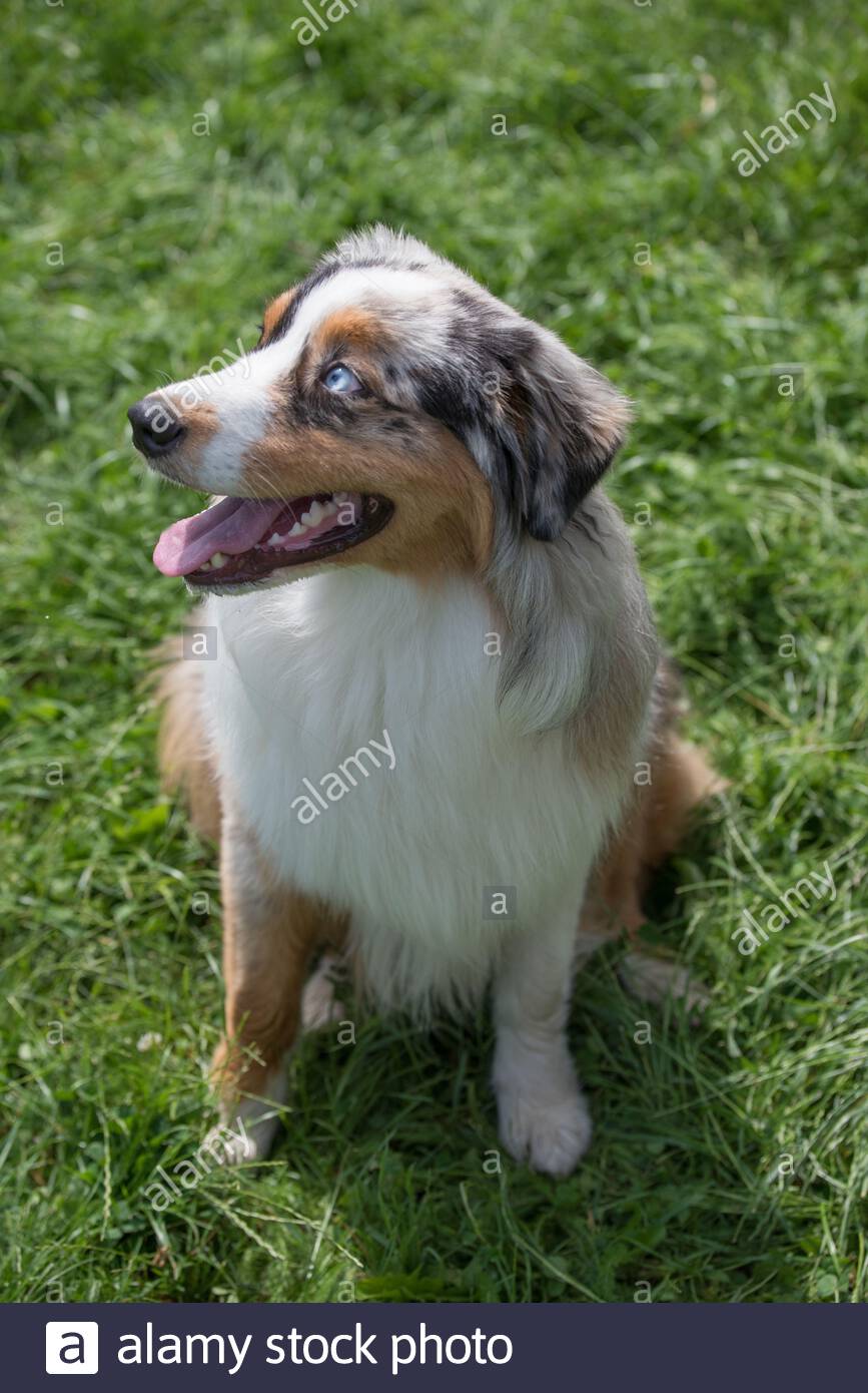 Male Australian Shepherd Dog Standing Stock Photos Male