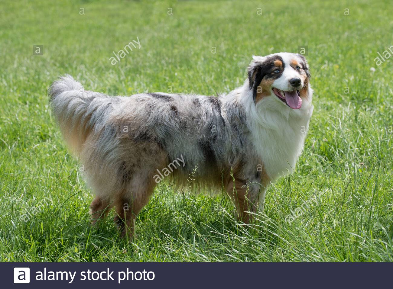 Male Australian Shepherd Dog Standing Stock Photos Male