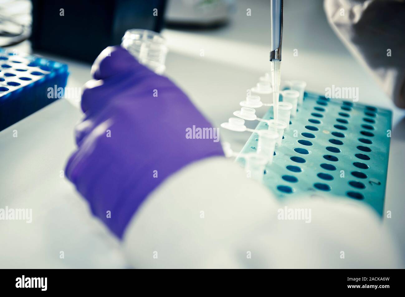 Technician using a pipette to transfer a liquid sample into a small ...