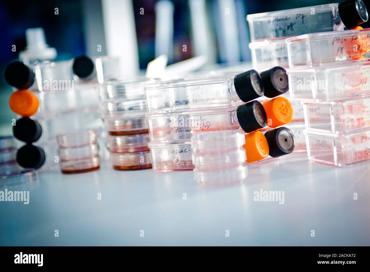Cell culture flasks and petri dishes in a microbiology laboratory Stock