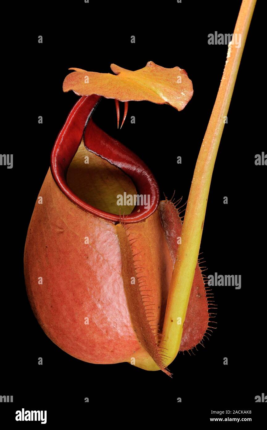 Fanged pitcher plant (Nepenthes bicalcarata). This is a carnivorous