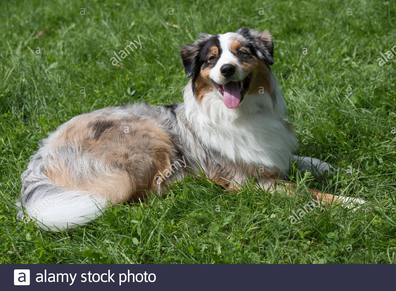 Male Australian Shepherd Dog Standing Stock Photos Male