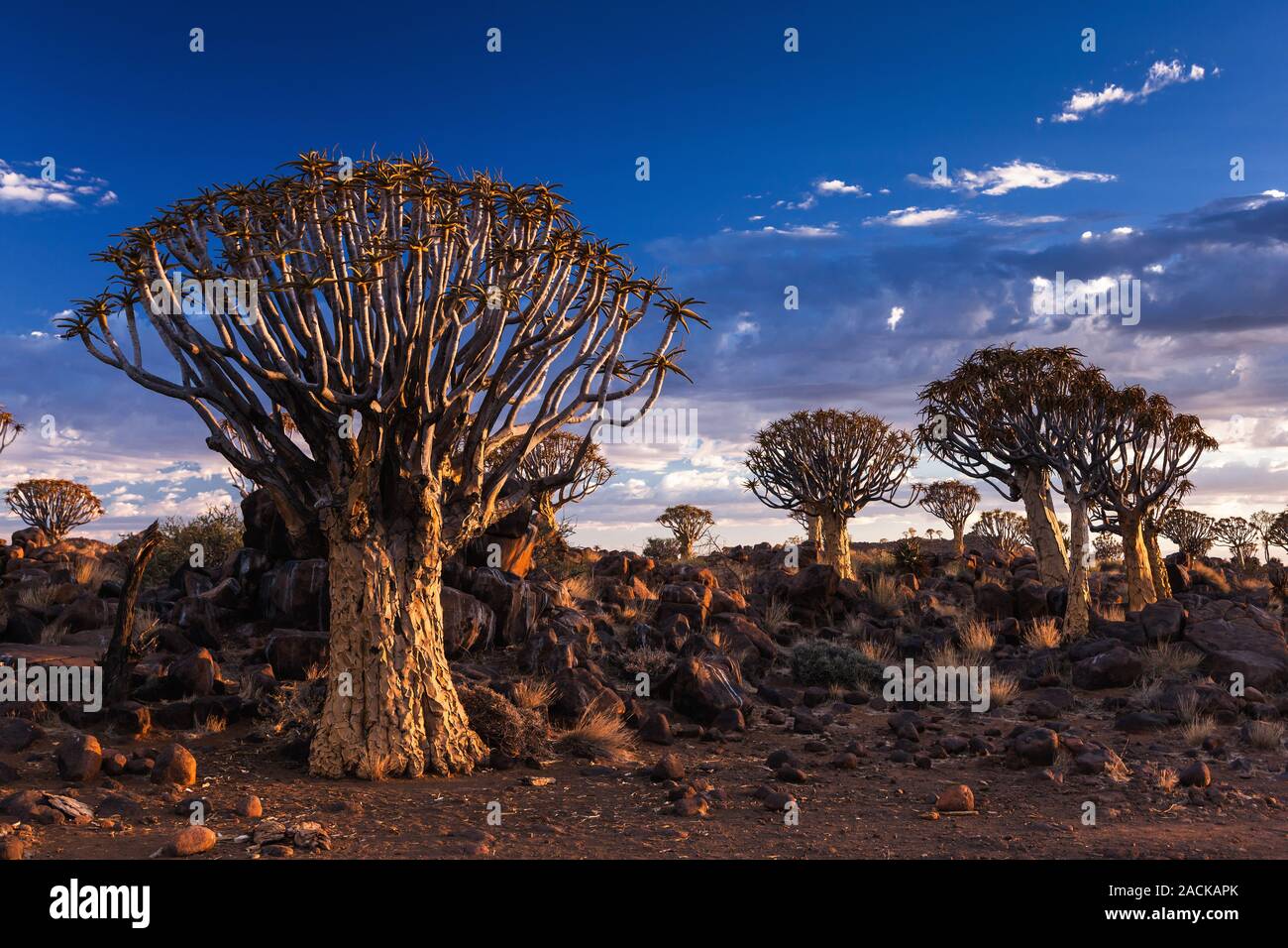Quiver Tree Forest, Aloe dichotoma, early morning, in Keetmanshoop, Namibia, Africa Stock Photo